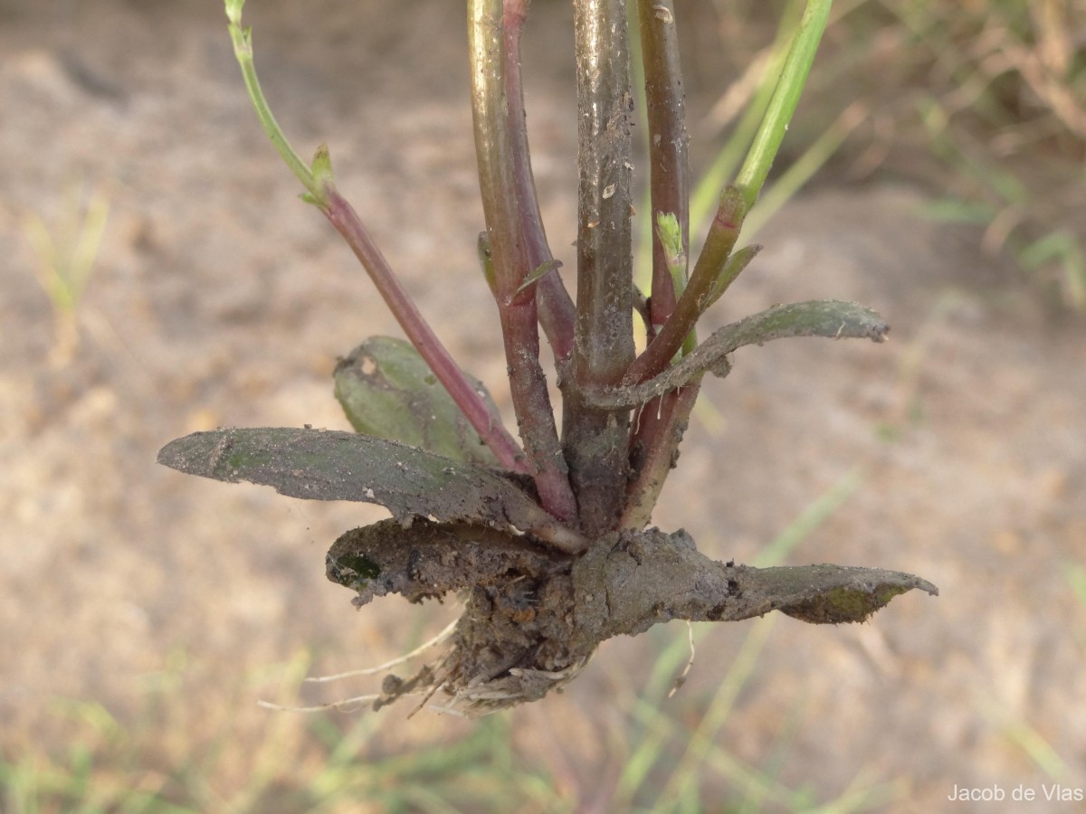 Dopatrium lobelioides (Retz.) Benth.